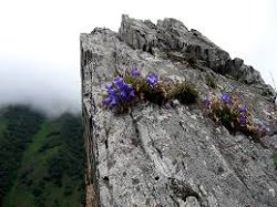 ქვის ყვავილები - არქიმანდრიტი რაფაელი (კარელინი)
